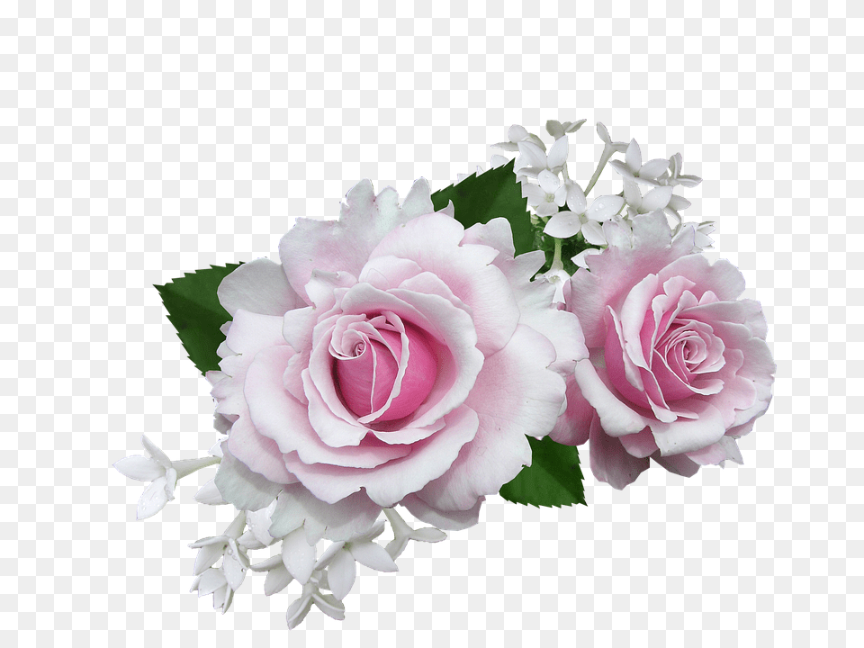 Rose Flower, Flower Arrangement, Flower Bouquet, Plant Free Png