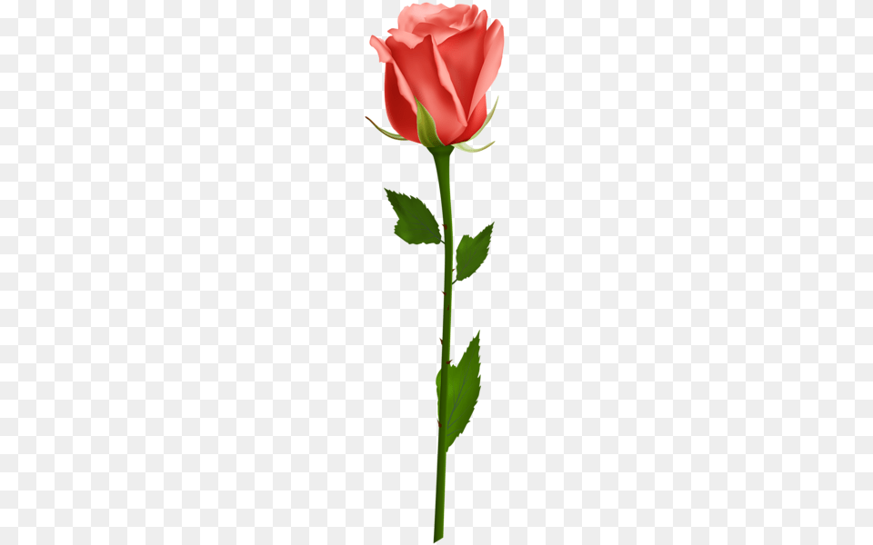 Rose, Flower, Plant Png