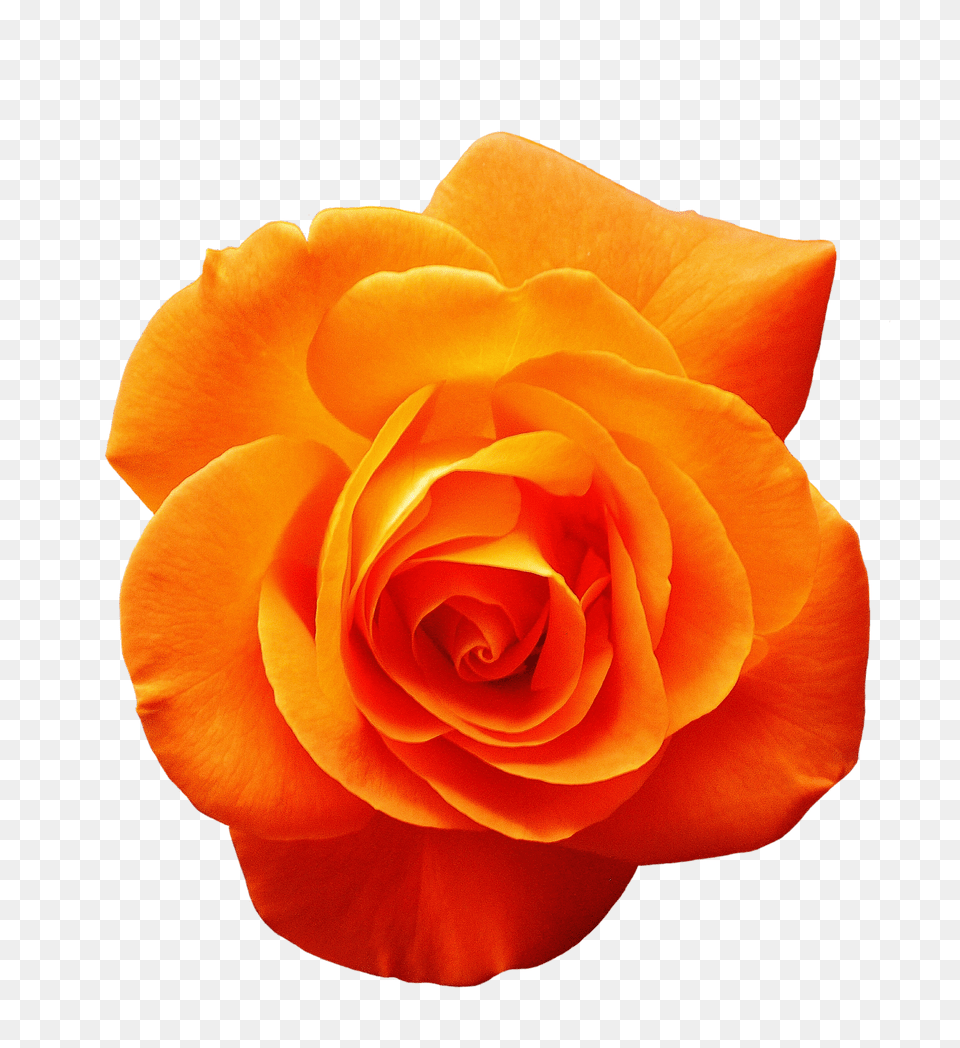 Rose Flower, Plant, Petal Free Png