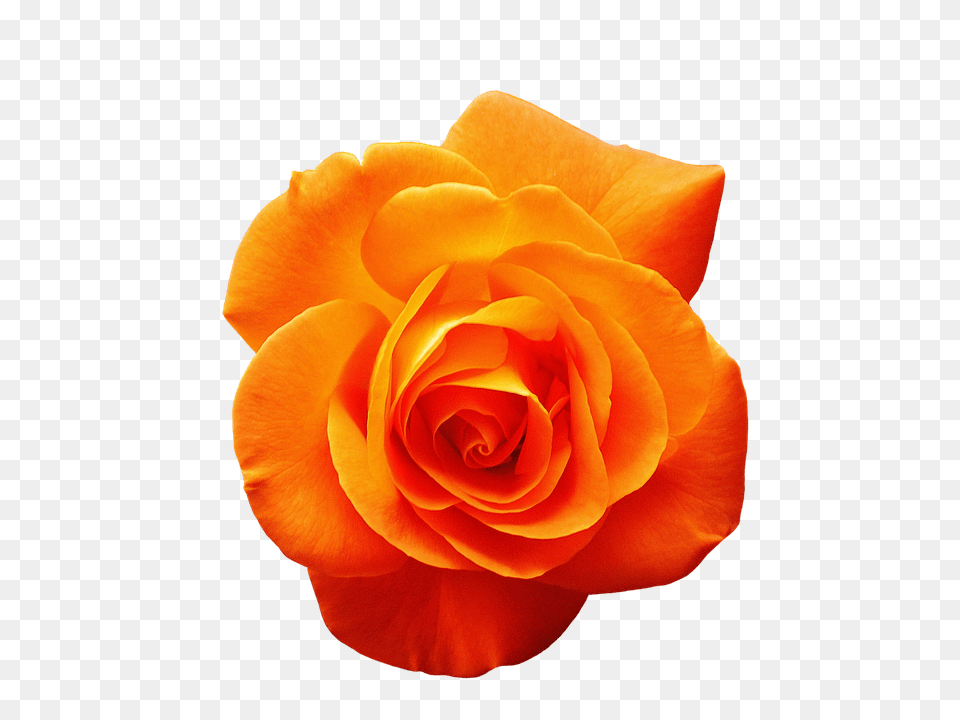Rose Flower, Plant, Petal Png Image