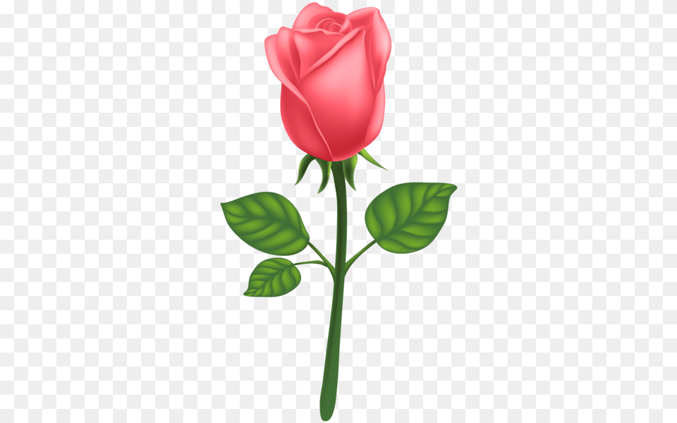 Rose, Flower, Plant Free Png