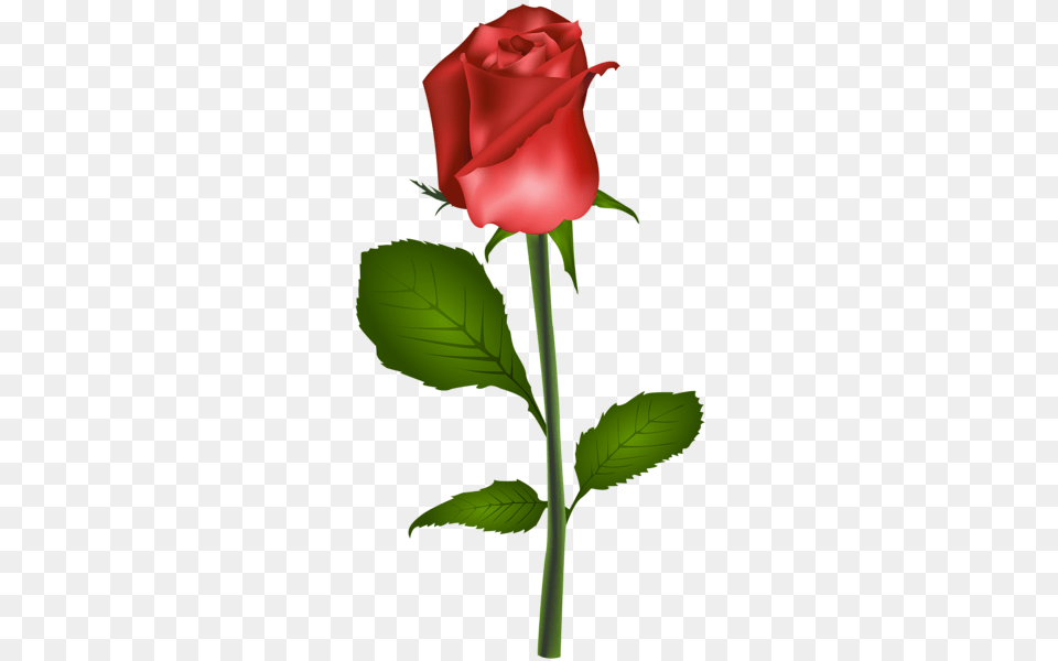 Rose, Flower, Plant Png