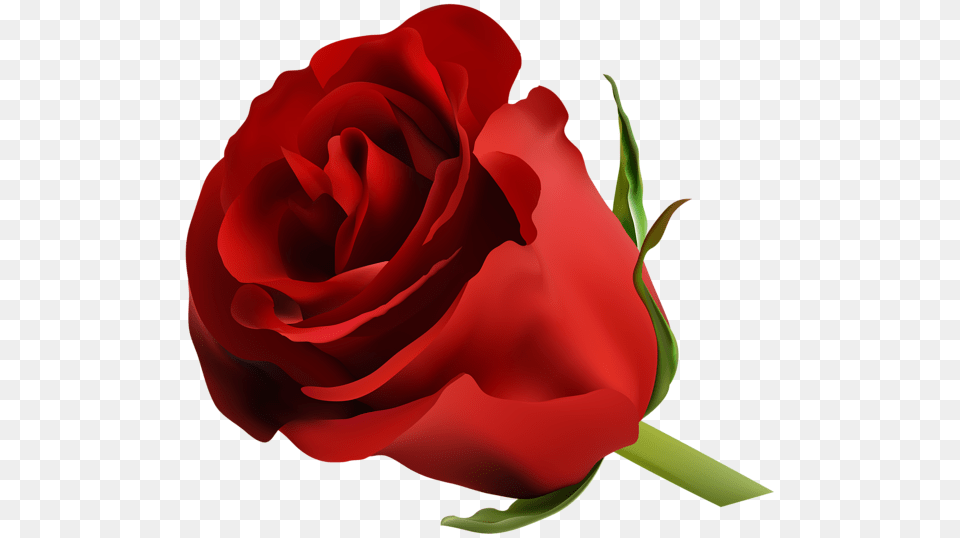 Rose, Flower, Plant Free Png