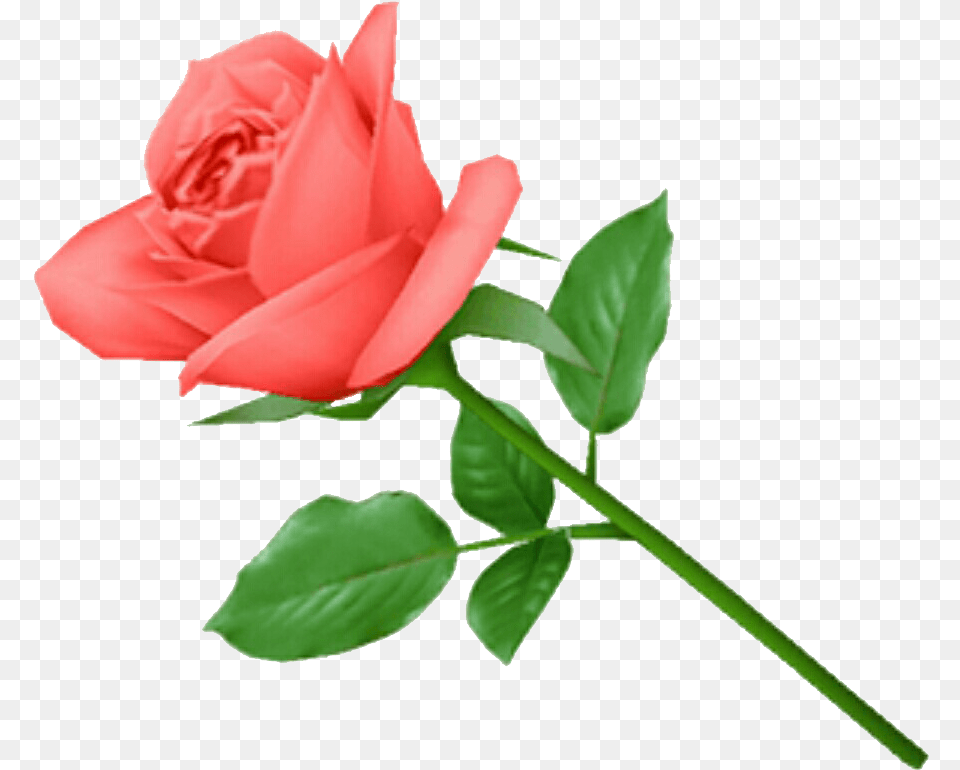 Rose, Flower, Plant Free Png Download