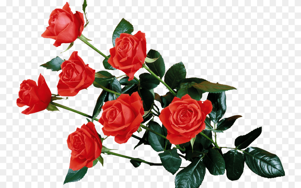 Rose, Flower, Plant, Flower Arrangement Png Image