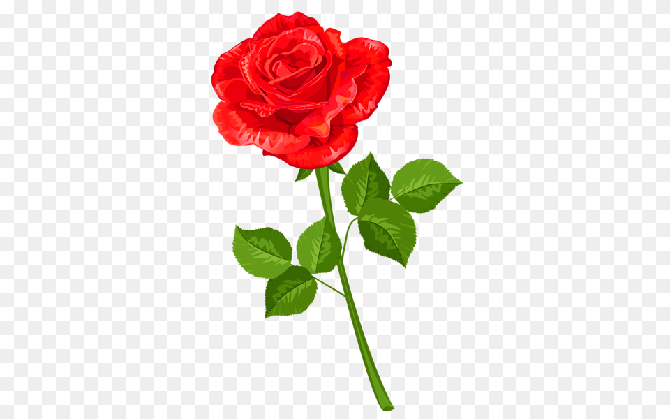 Rose, Flower, Plant Png Image