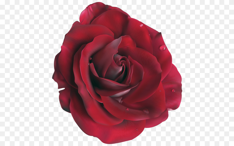 Rose, Flower, Plant, Petal Free Transparent Png