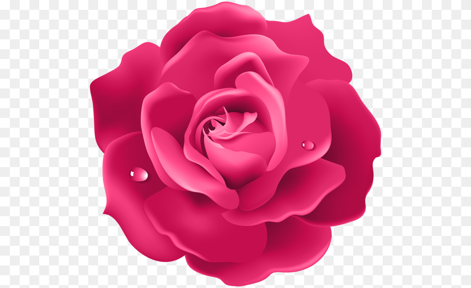 Rose, Flower, Petal, Plant Png