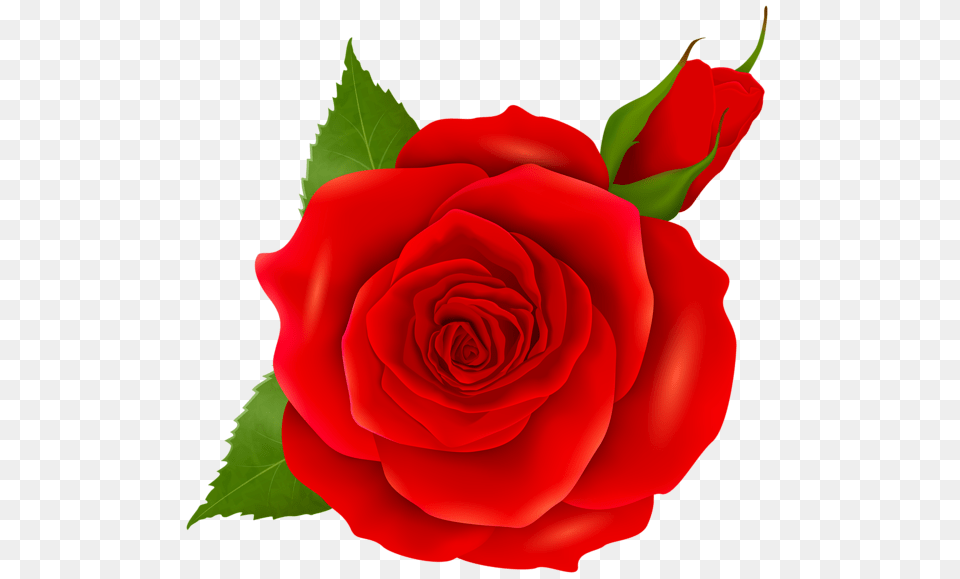 Rose, Flower, Plant Free Png Download