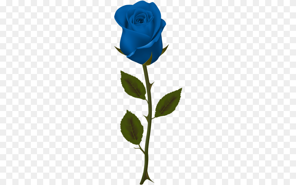 Rose, Flower, Plant, Person Free Png