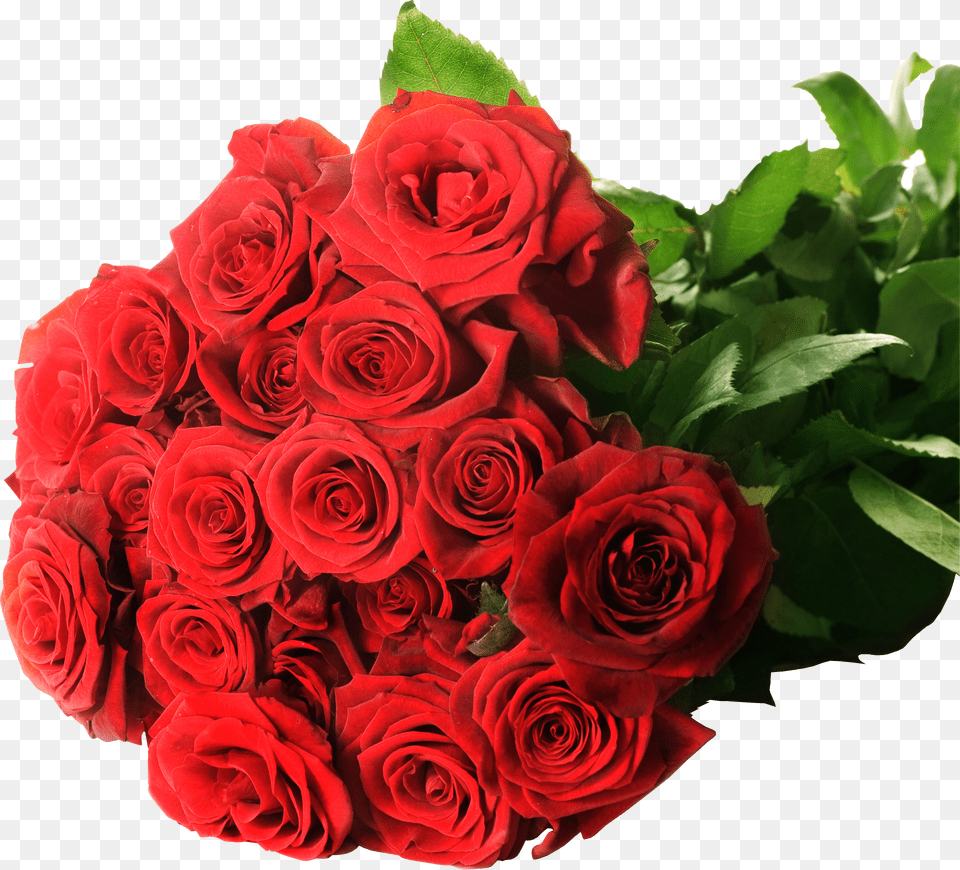 Rose Png