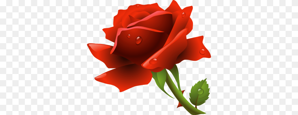 Rose, Flower, Plant, Baby, Person Png Image