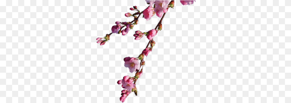 Rose, Flower, Plant, Cherry Blossom, Petal Png