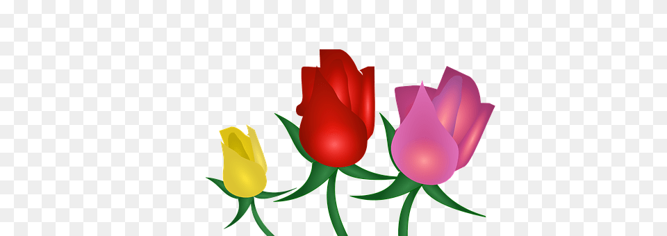 Rose Flower, Plant, Petal, Tulip Png Image