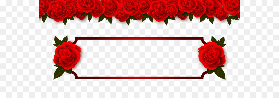 Rose Flower, Plant Png Image