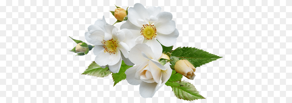 Rose Anemone, Flower, Plant, Flower Arrangement Free Png Download