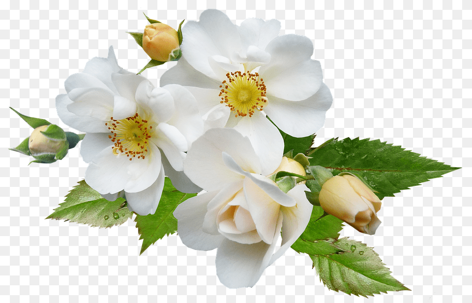 Rose Anemone, Flower, Plant, Pollen Free Png Download