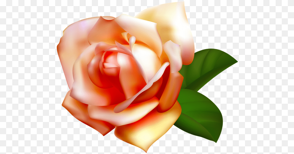 Rose, Flower, Plant, Petal, Baby Free Transparent Png