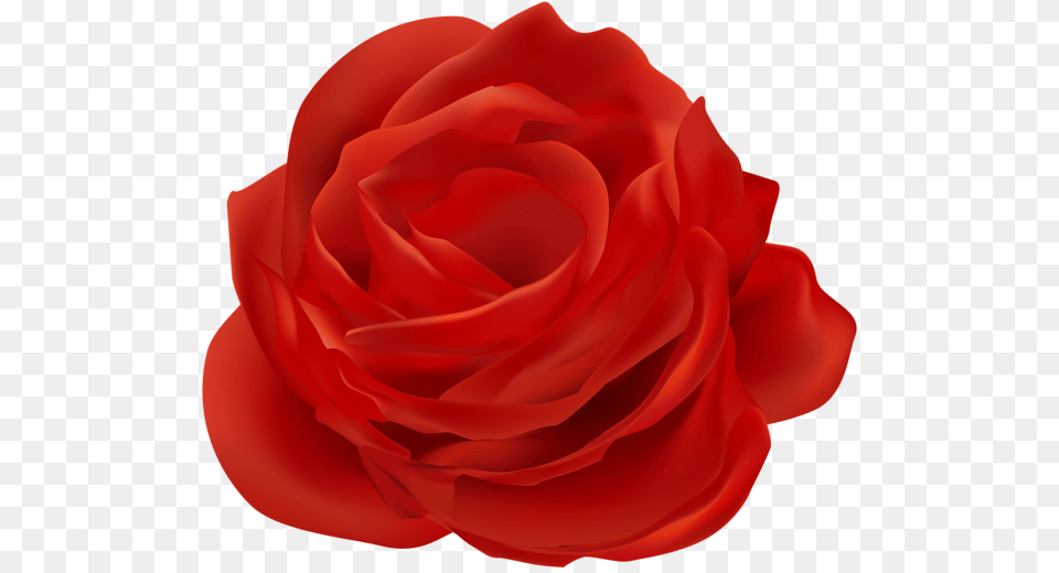 Rose, Flower, Petal, Plant Png Image