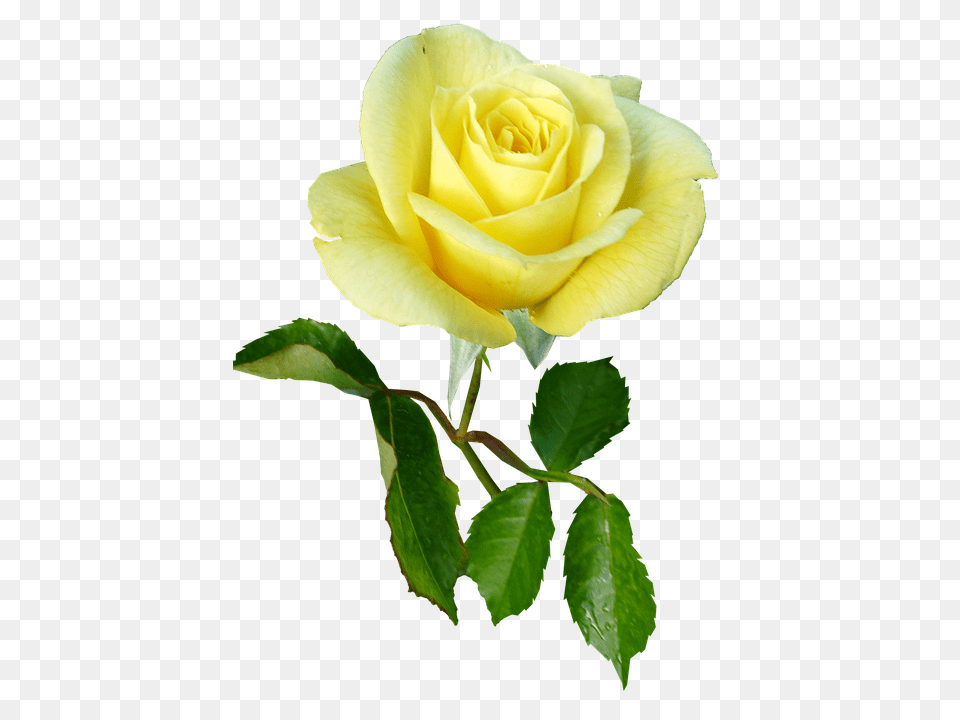 Rose Flower, Plant Png Image