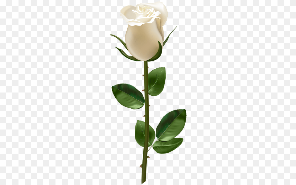 Rose, Flower, Plant Free Png