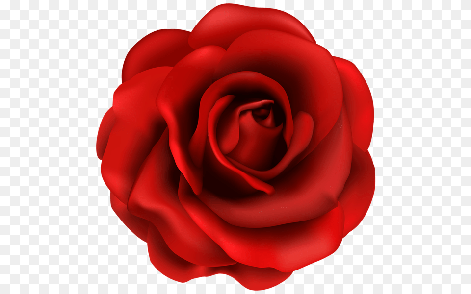 Rose, Flower, Plant, Petal Png Image