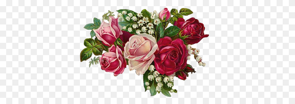 Rose Flower, Flower Arrangement, Flower Bouquet, Plant Png Image