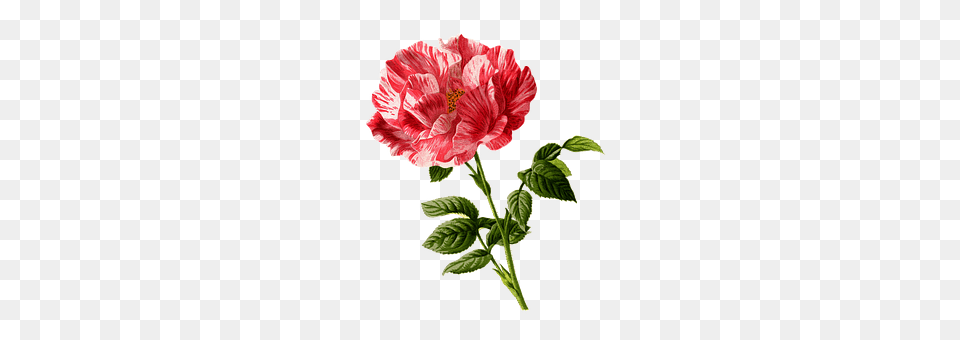 Rose Flower, Plant, Geranium, Carnation Free Transparent Png