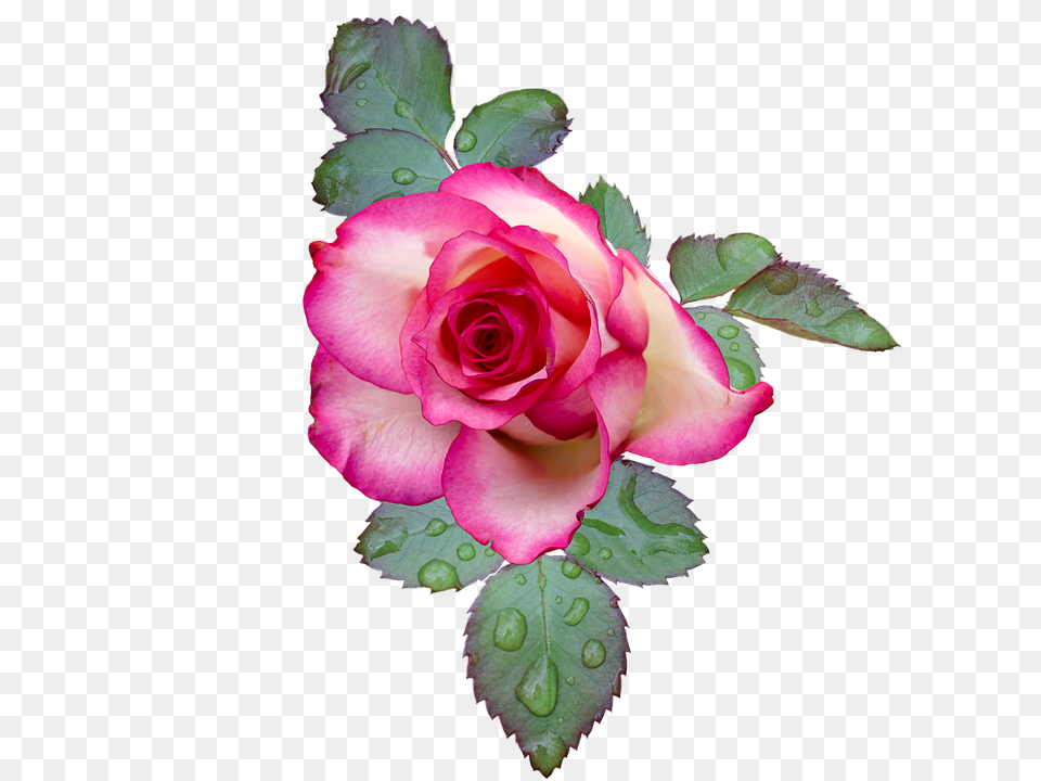 Rose Flower, Plant, Petal Free Png Download