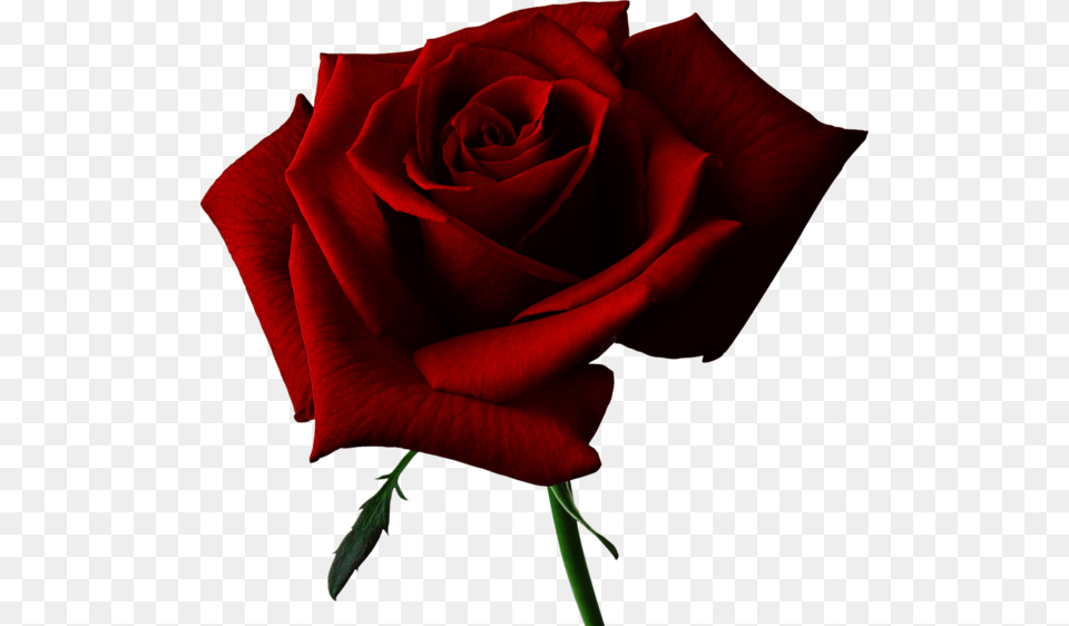 Rose, Flower, Plant Png Image