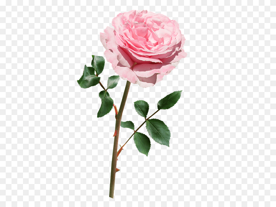 Rose Flower, Plant Png Image