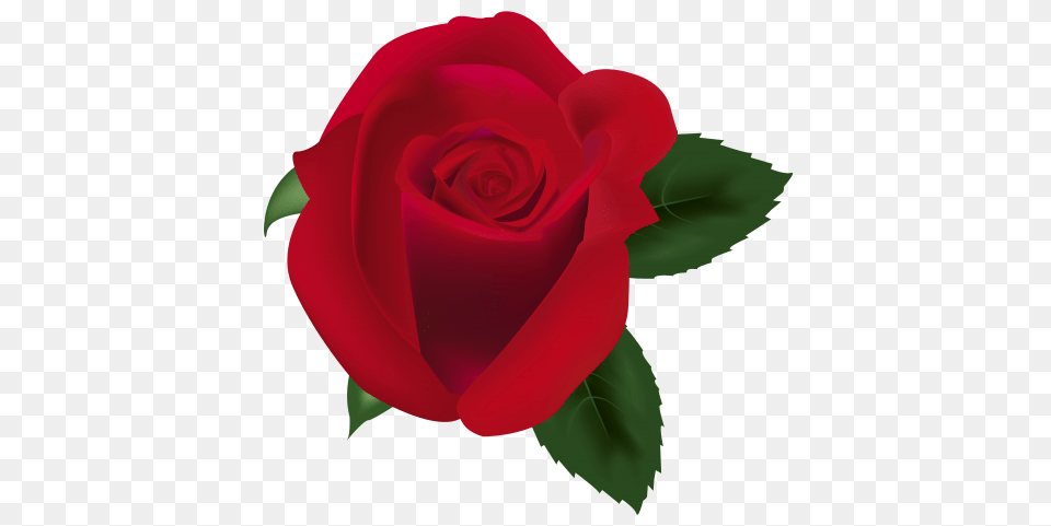 Rose, Flower, Plant Free Png