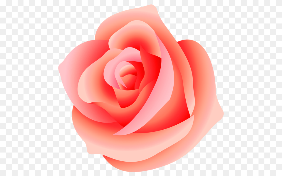 Rose, Flower, Petal, Plant Free Png Download