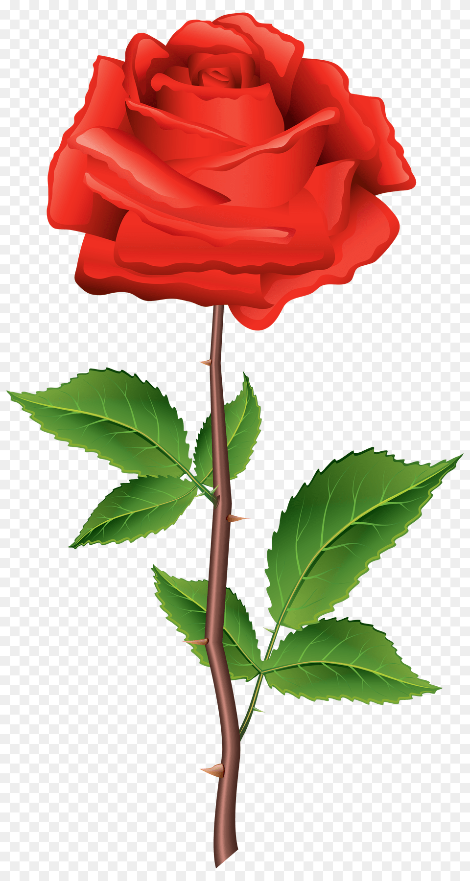 Rose, Flower, Plant, Dynamite, Weapon Png Image