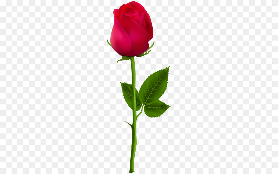 Rose, Flower, Plant Free Transparent Png