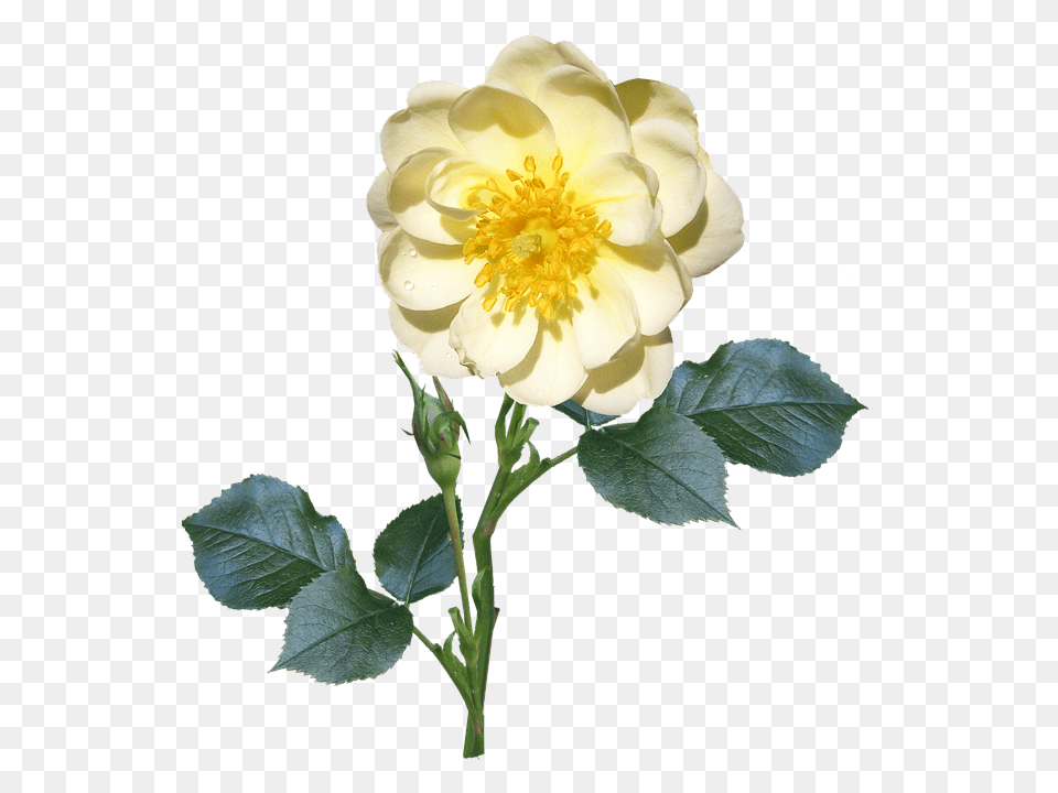 Rose Anemone, Pollen, Flower, Plant Png