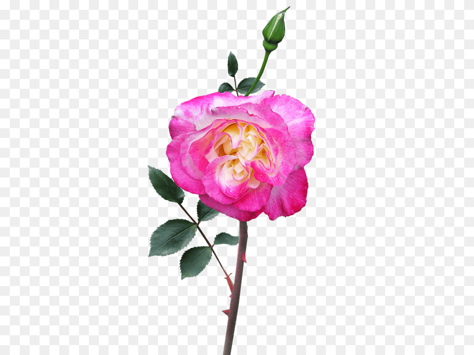 Rose Flower, Plant, Geranium Free Transparent Png