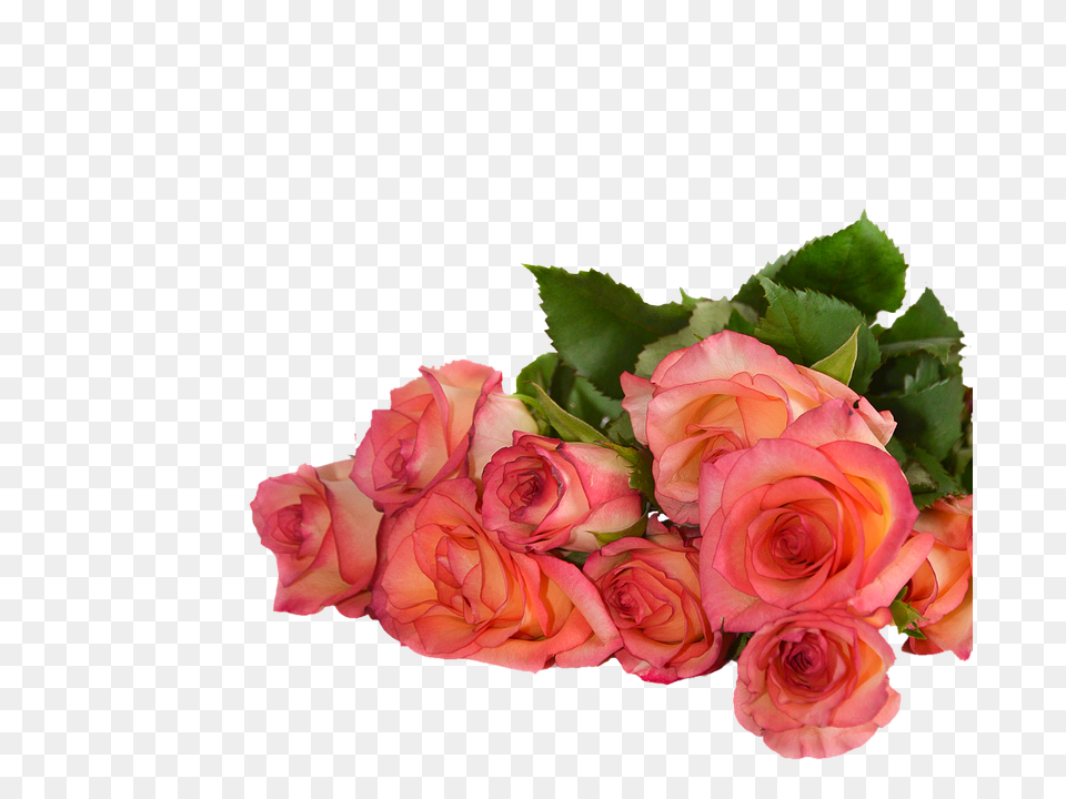 Rose Flower, Flower Arrangement, Flower Bouquet, Plant Png Image