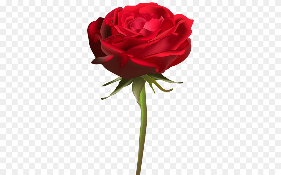 Rose, Flower, Plant Free Png