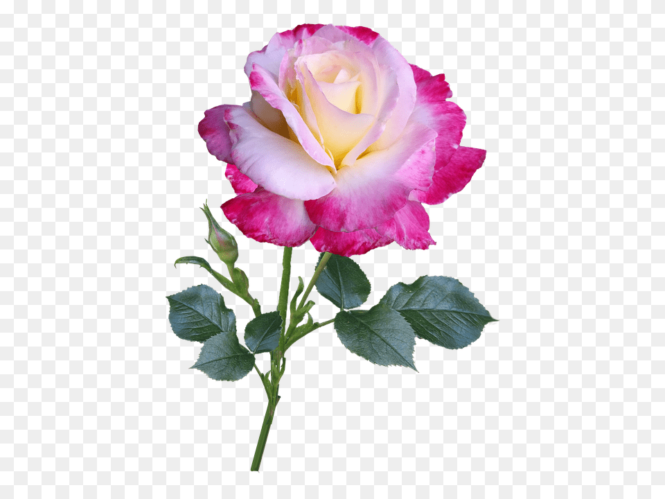Rose Flower, Plant Free Png