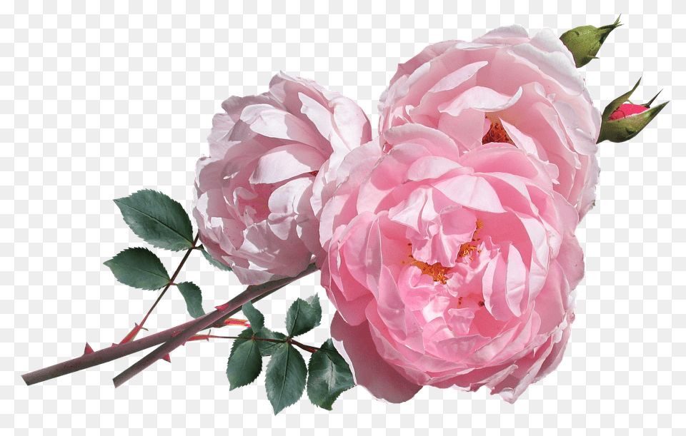 Rose Flower, Plant, Geranium, Petal Free Transparent Png