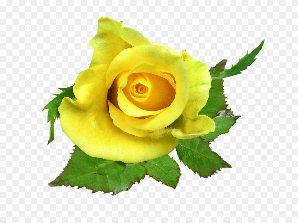 Rose Flower, Plant Free Png