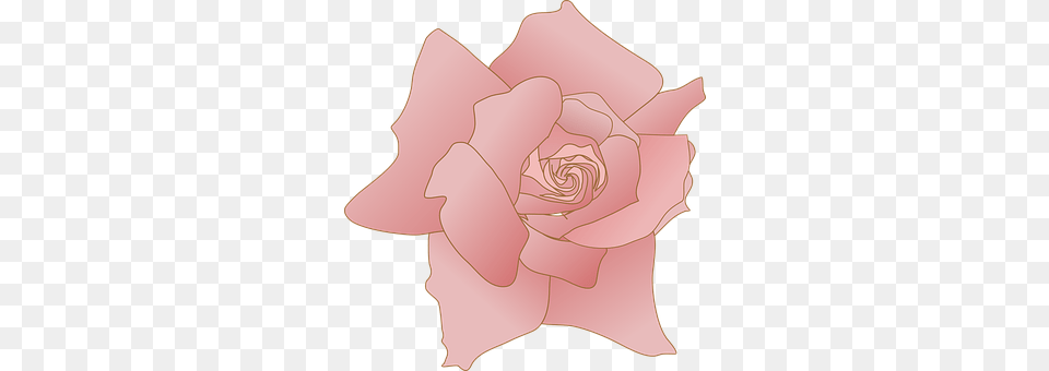Rose Flower, Petal, Plant, Baby Png