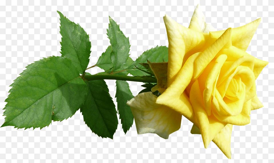 Rose Flower, Plant, Leaf, Petal Png