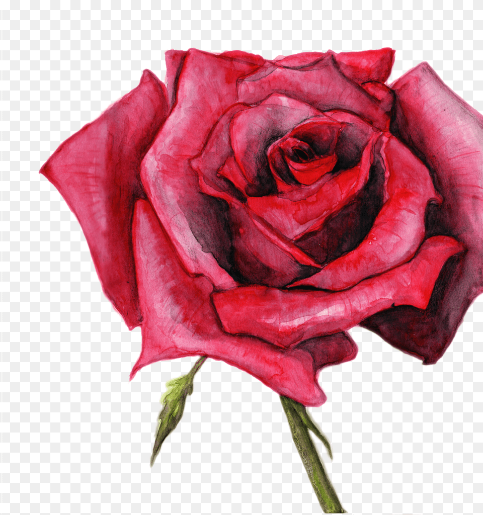 Rose, Flower, Plant Free Png Download