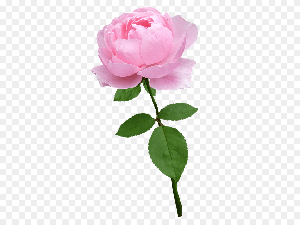 Rose Flower, Plant, Petal Free Png