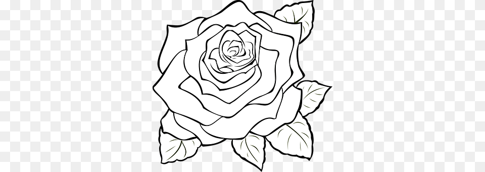 Rose Flower, Plant, Art, Drawing Free Transparent Png