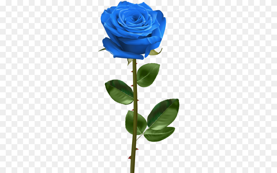 Rose, Flower, Plant Png