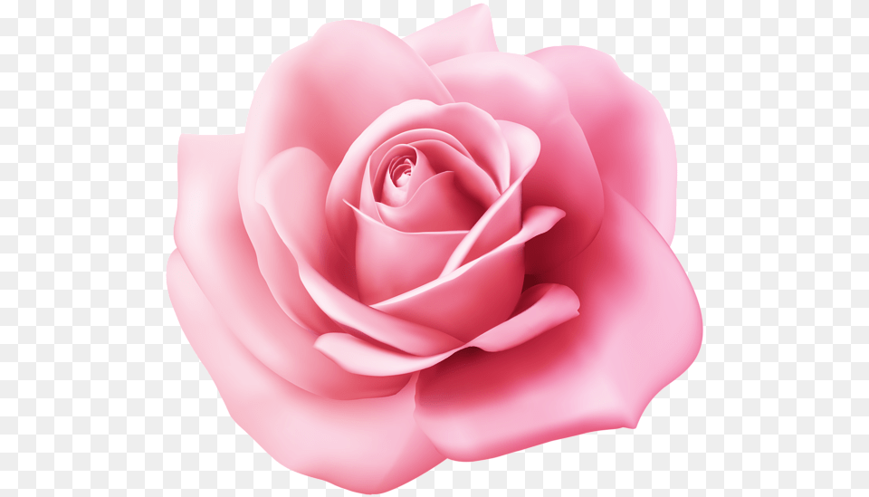 Rose, Flower, Petal, Plant Free Png