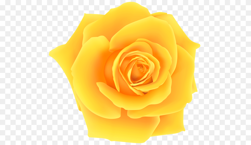 Rose, Flower, Plant, Petal Png